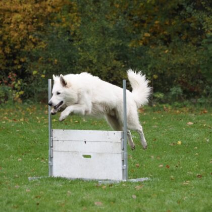Workshop Agility Leden