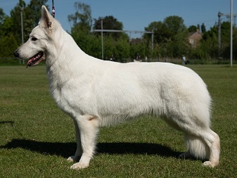 3. Of Trebons Berger Blanc Electra - stand