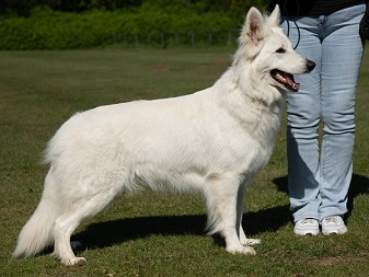 7. Viva Ronja fan Cosmo's Noflik Stee - stand
