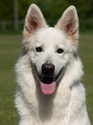8. Flame Arctic Scrato z Nysy - kop