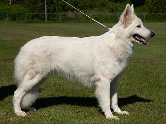 8. Flame Arctic Scrato z Nysy - stand